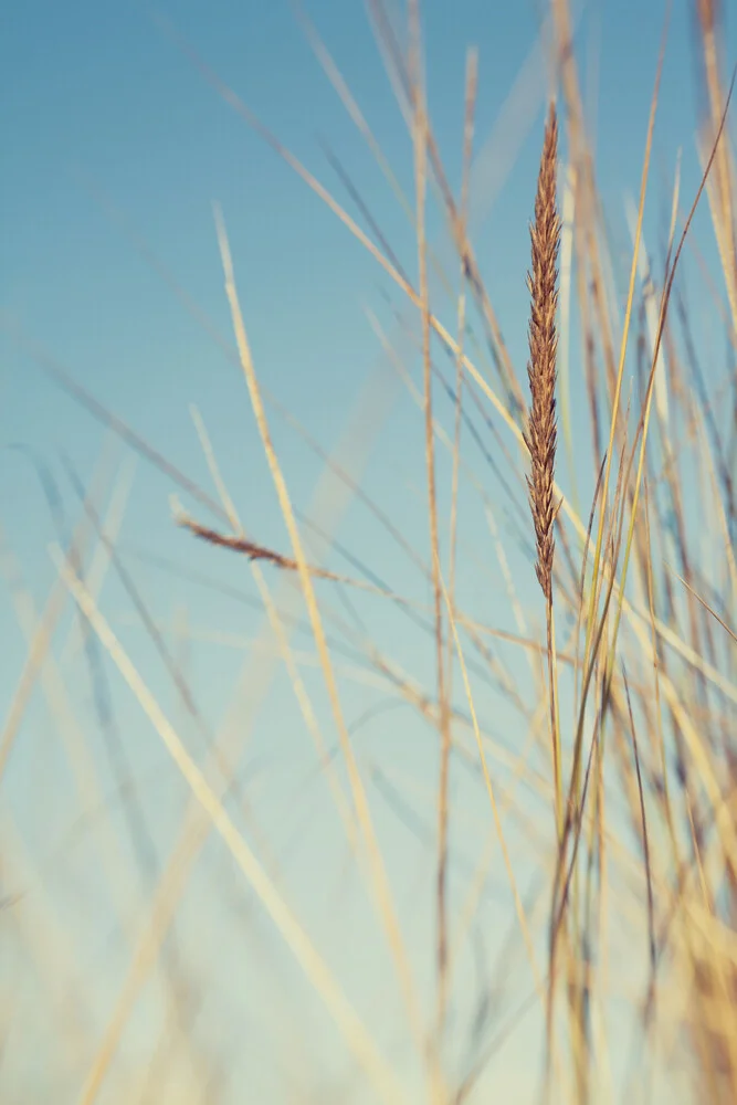 Beach grass against a bright blue sky - Fineart photography by Nadja Jacke
