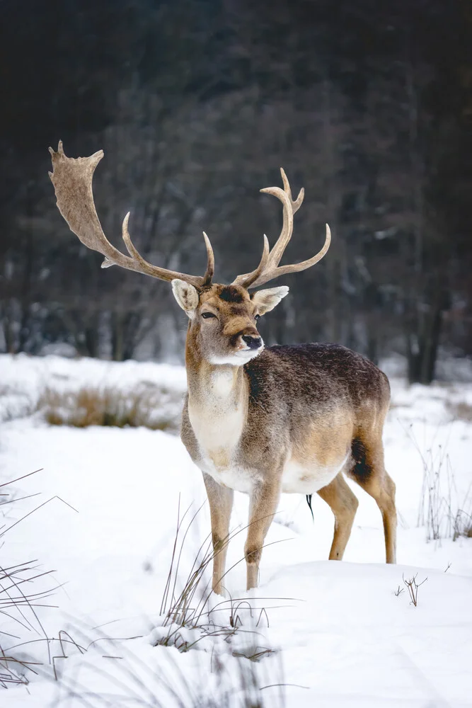 Stand tall - Fineart photography by Patrick Monatsberger