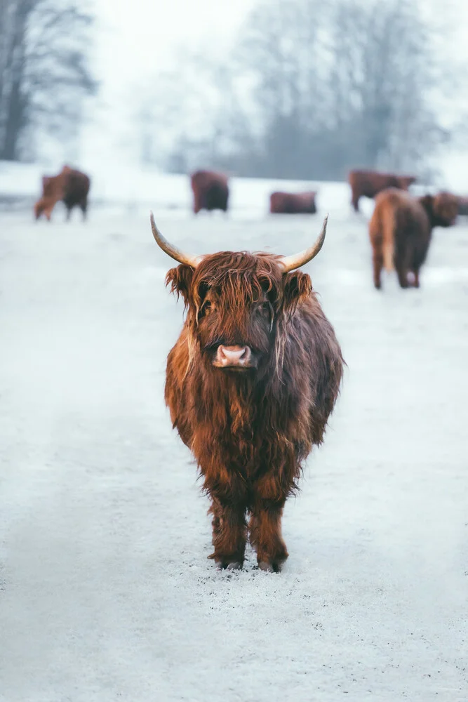 Kuh and the Gang - fotokunst von Patrick Monatsberger