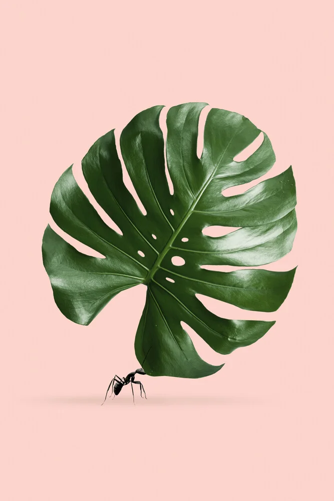 Monstera Ameise - fotokunst von Jonas Loose