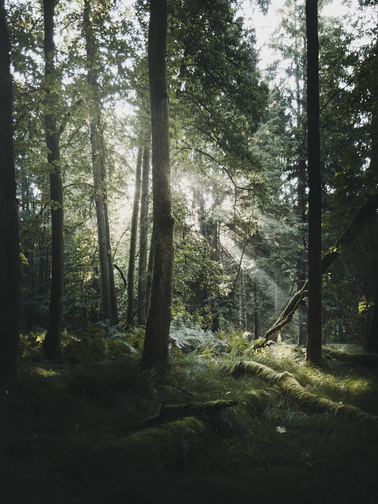 Rays - fotokunst von Frithjof Hamacher