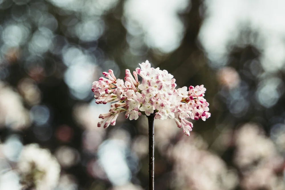Winterschneeball in voller Blüte - fotokunst von Nadja Jacke