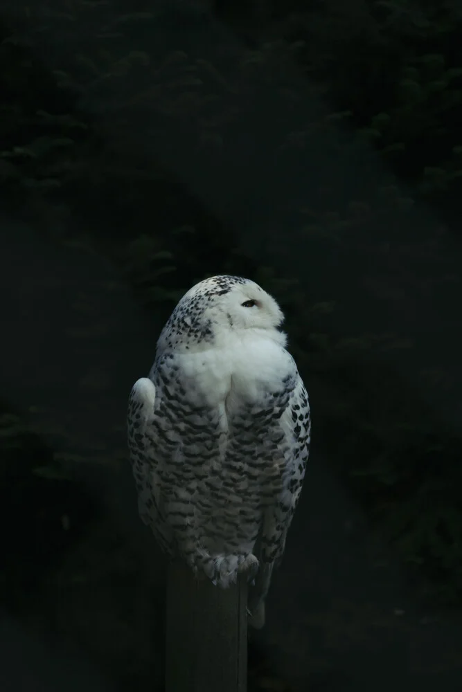 Snowy Owl - Fineart photography by Nadja Jacke