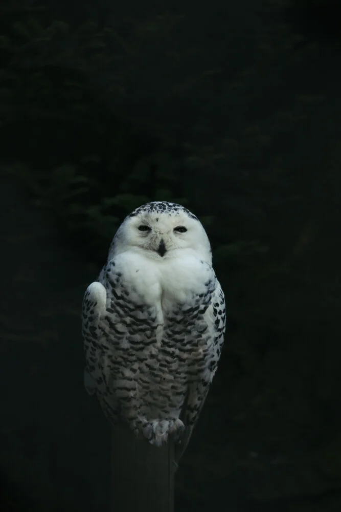 Snowy Owl - Fineart photography by Nadja Jacke