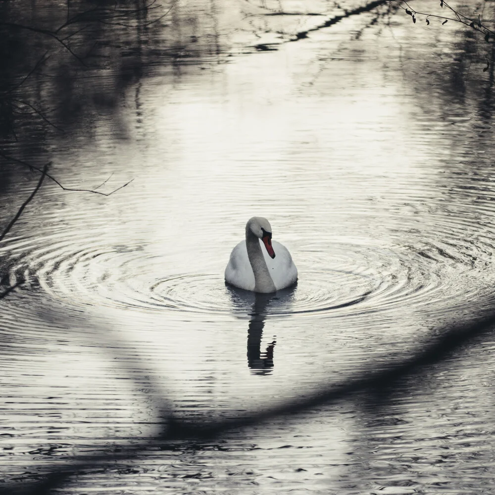 Swimming swan in the winter - Fineart photography by Nadja Jacke