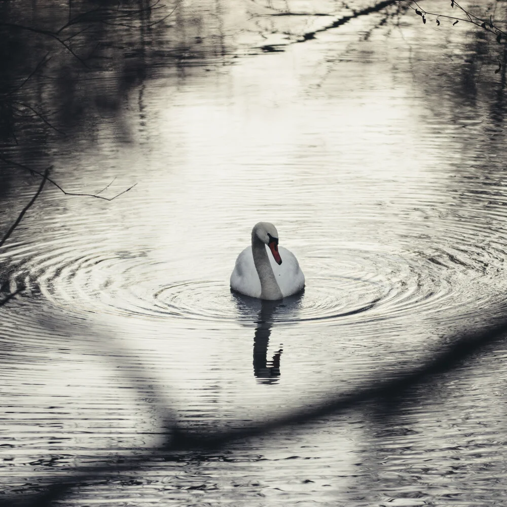 Schwimmender Schwan im Winter - fotokunst von Nadja Jacke