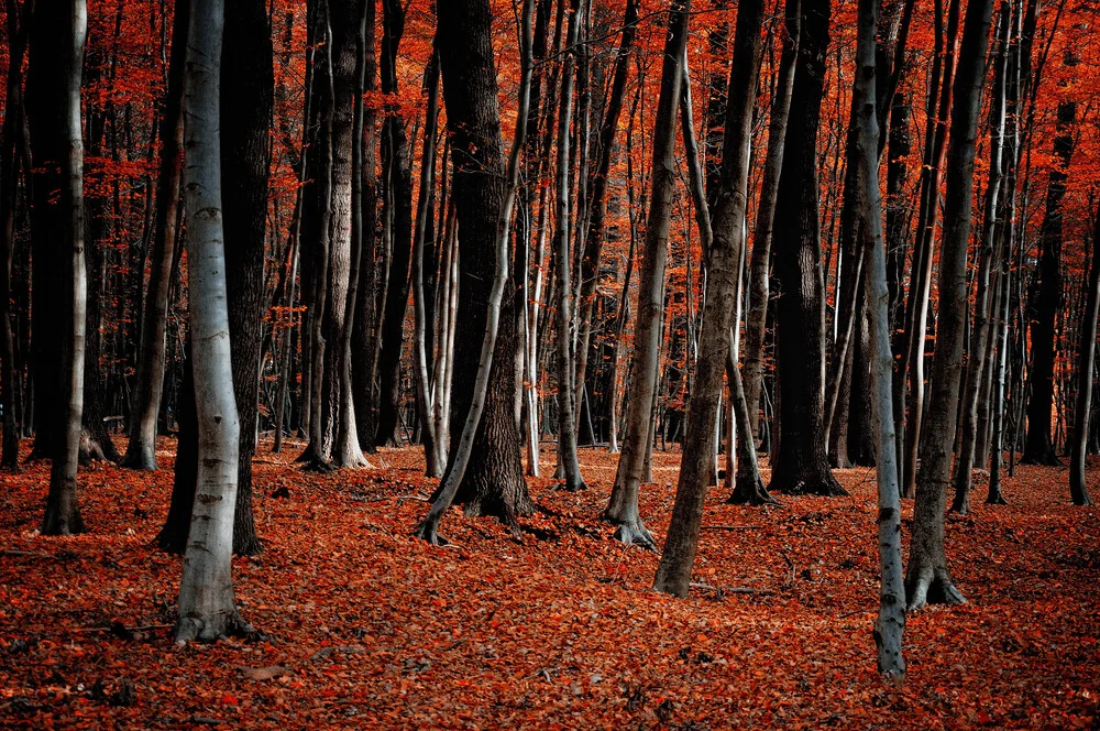 Feuerwald im Herbst - fotokunst von Stefan Wensing