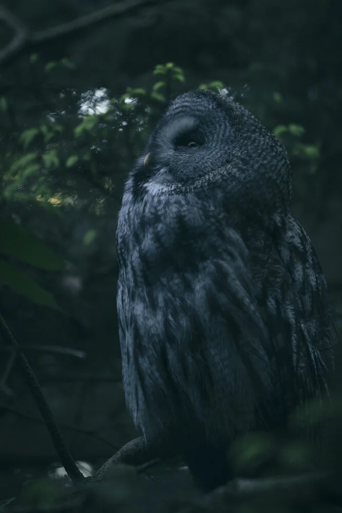 A great grey owl at dawn - Fineart photography by Nadja Jacke