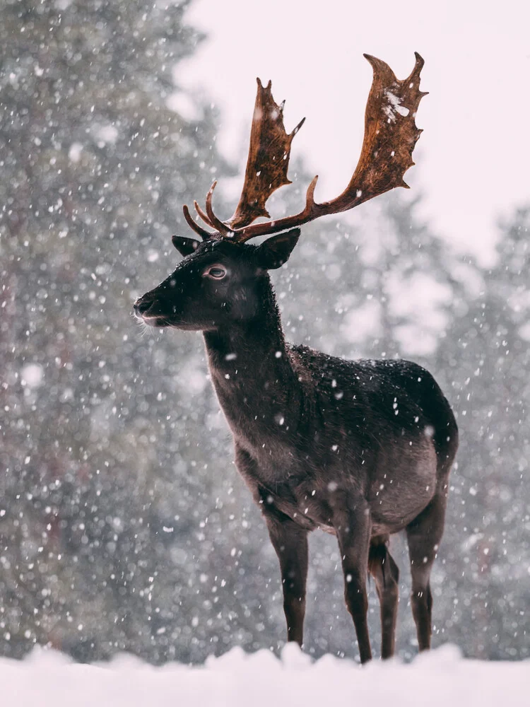 Deer in the snow - Fineart photography by Sebastian ‚zeppaio' Scheichl