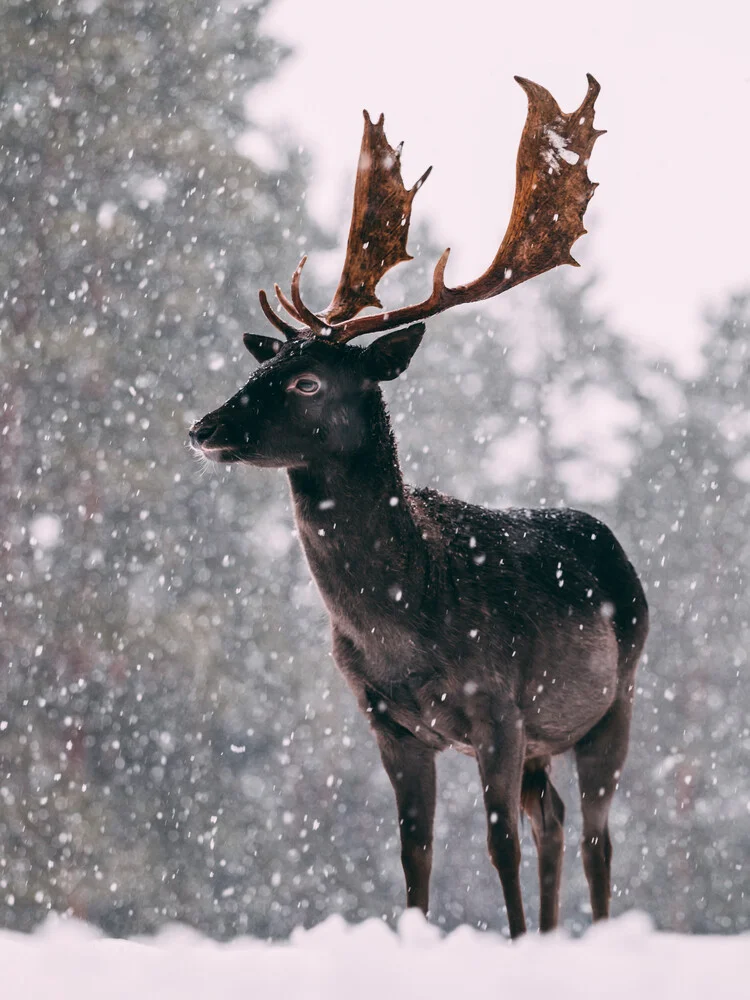 Hirsch im Schnee - fotokunst von Sebastian ‚zeppaio' Scheichl