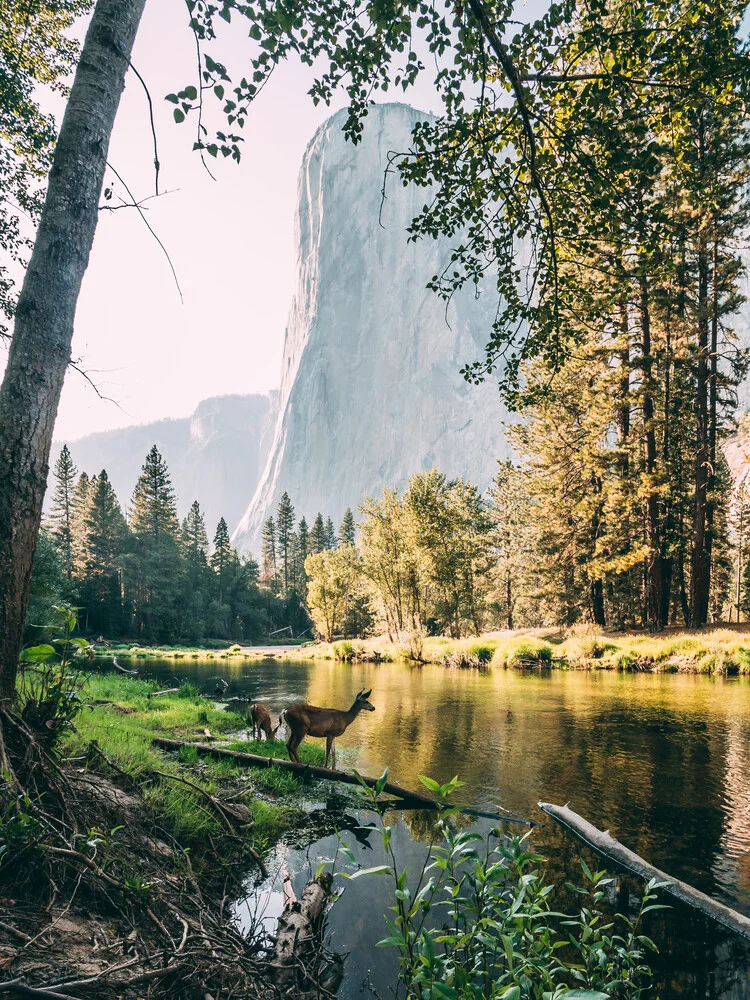 Deer at the river - Fineart photography by Sebastian ‚zeppaio' Scheichl