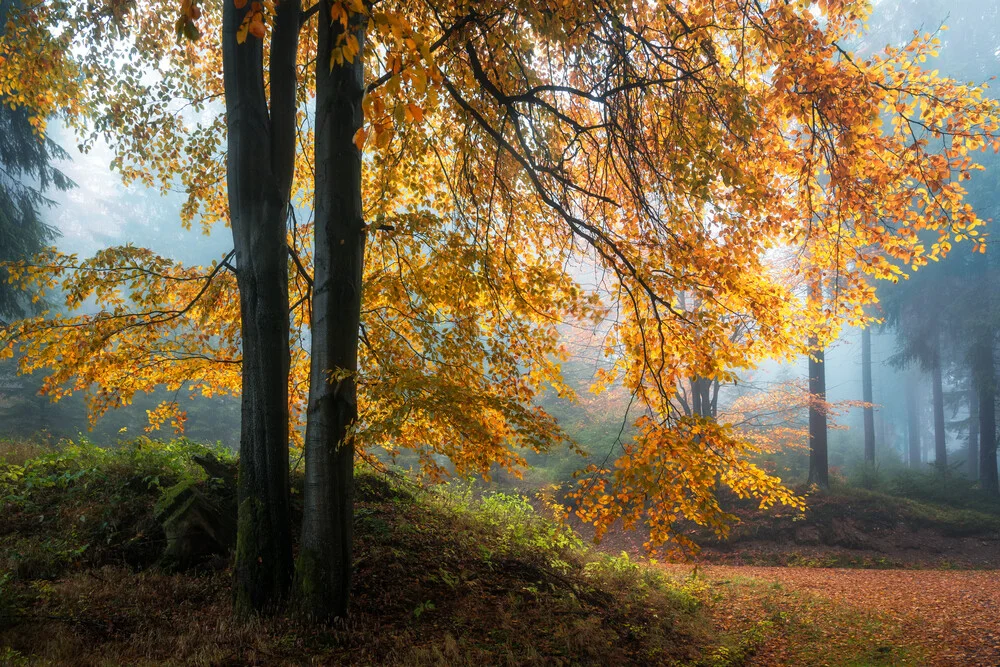 Wald II - fotokunst von Heiko Gerlicher