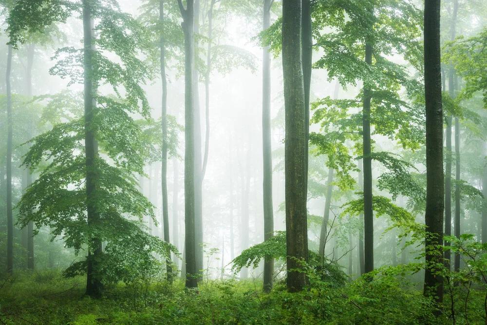 Wald VII - fotokunst von Heiko Gerlicher