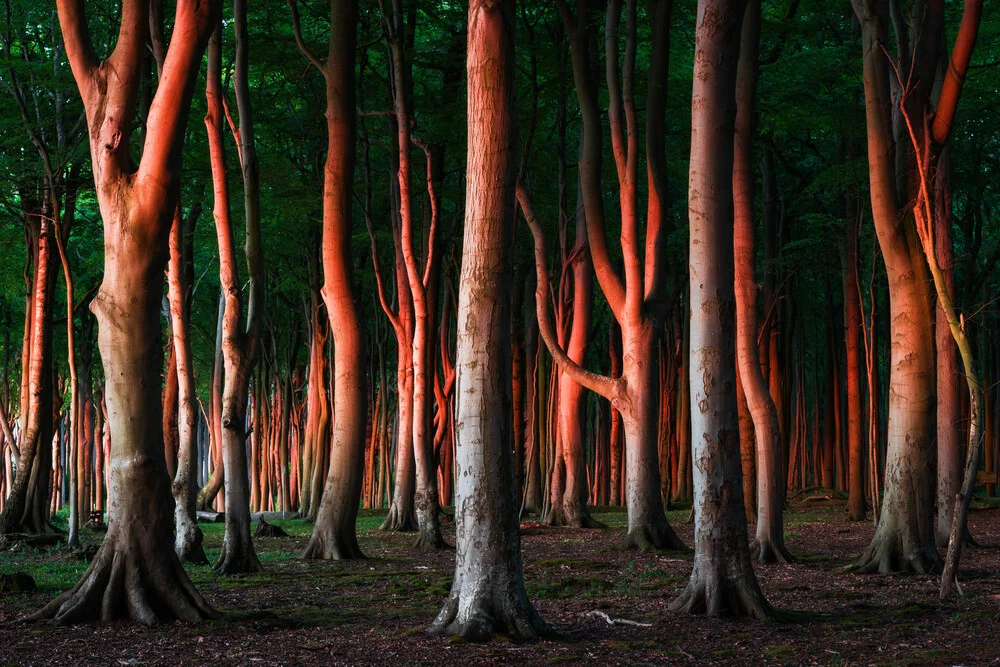 Wald VIII - fotokunst von Heiko Gerlicher