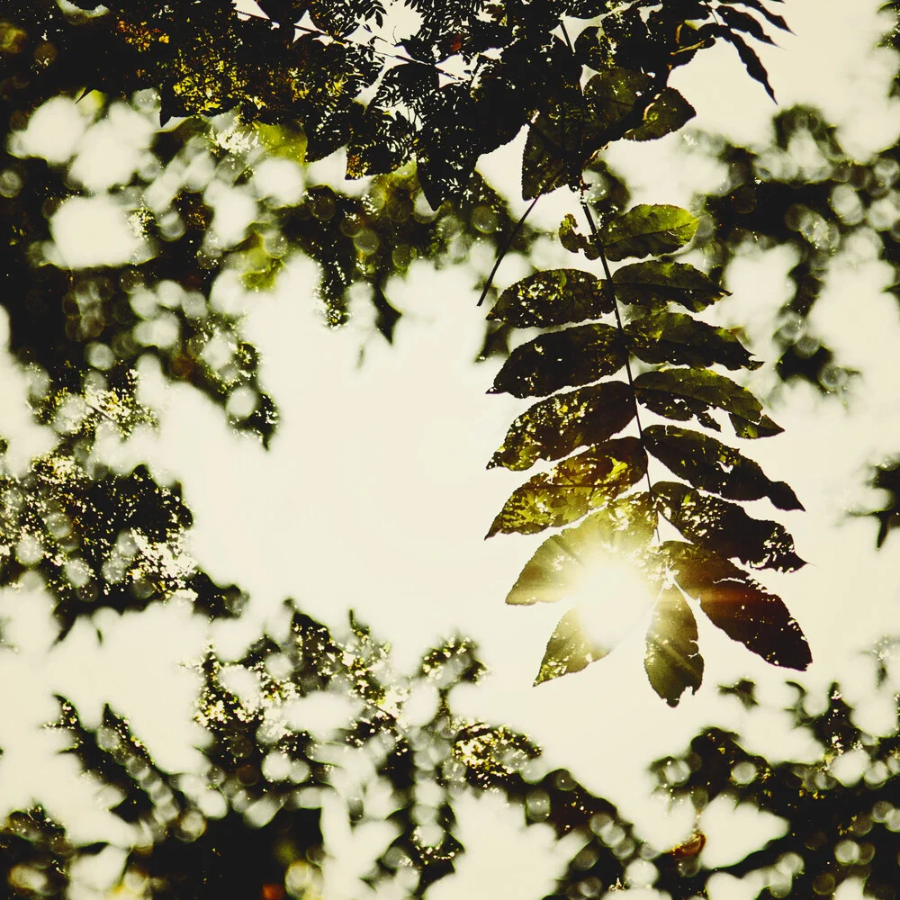 Herbstlaub im Sonnenlicht - fotokunst von Nadja Jacke