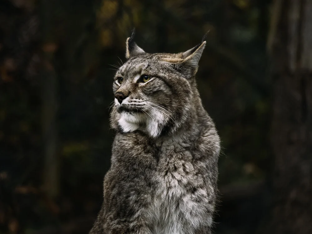 Lynx - Fineart photography by Melanie Hinderberger