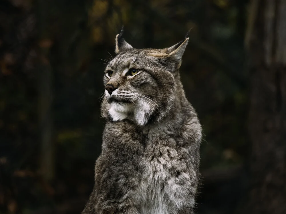 Luchs - fotokunst von Melanie Hinderberger