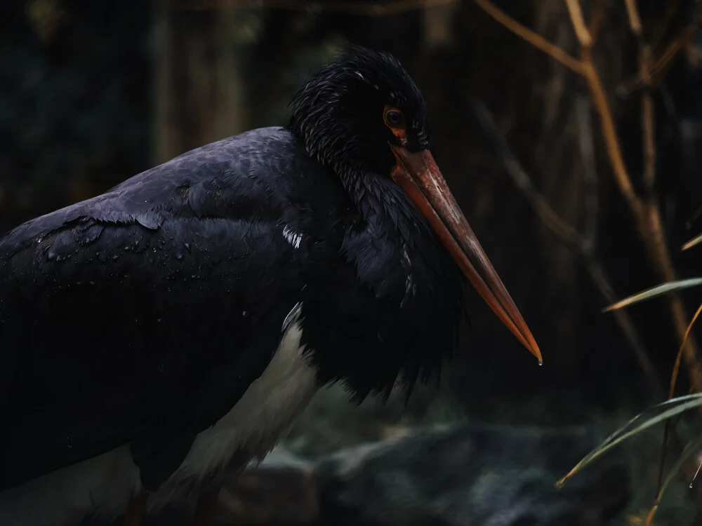 The black stork - Fineart photography by Melanie Hinderberger