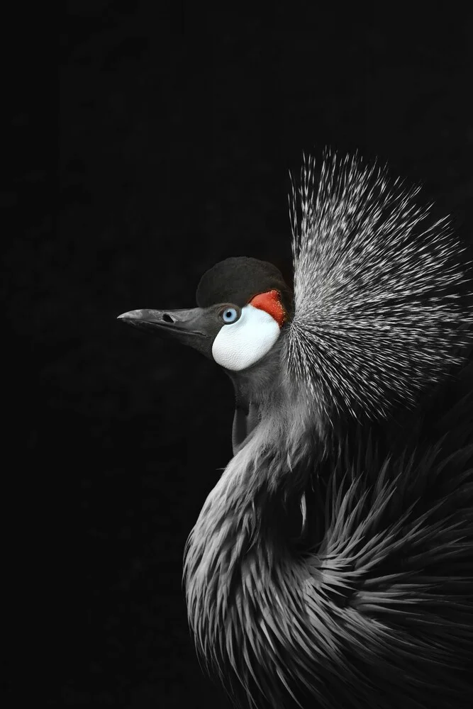 CROWNED CRANE - fotokunst von Monika Strigel