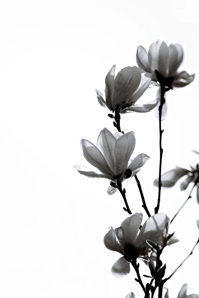 BLACK MAGNOLIA - fotokunst von Monika Strigel