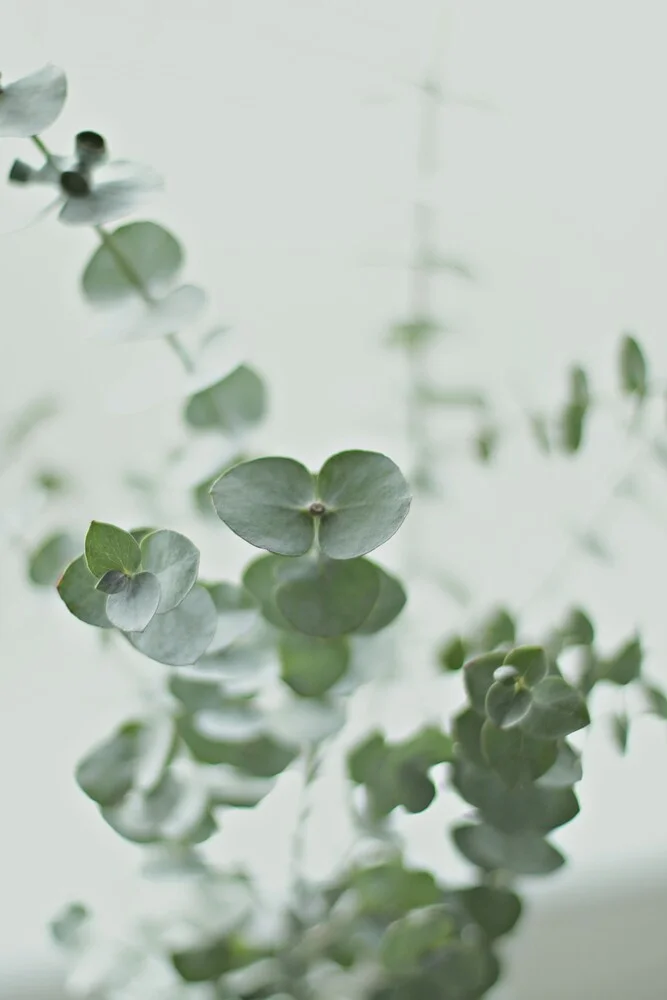 EUCALYPTUS GREEN - fotokunst von Monika Strigel