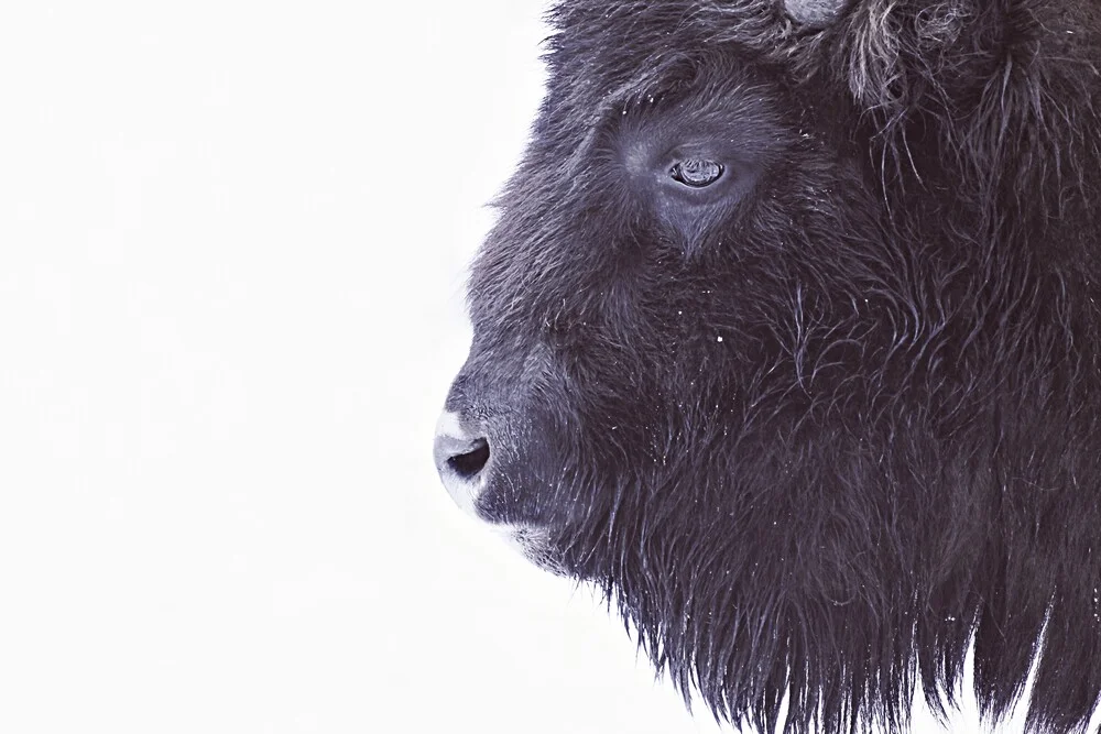 BLACK BUFFALO - fotokunst von Monika Strigel