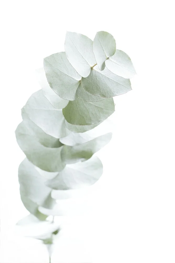 WHITE EUCALYPTUS - fotokunst von Monika Strigel