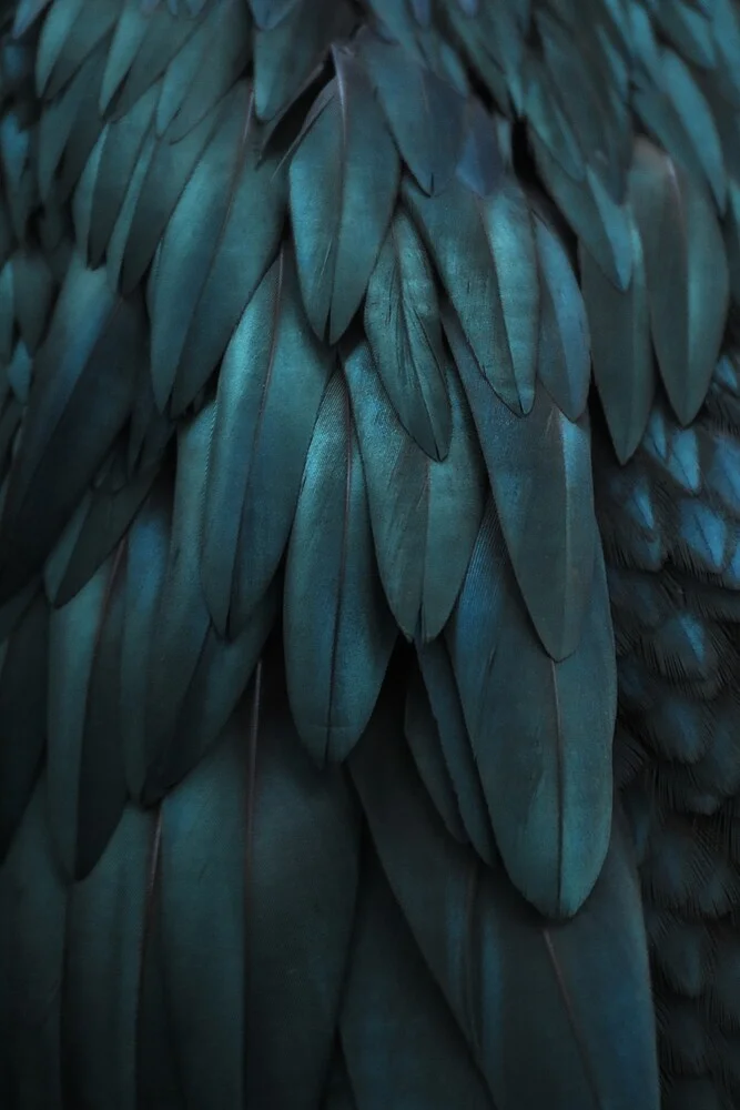 DARK FEATHERS TEAL - fotokunst von Monika Strigel