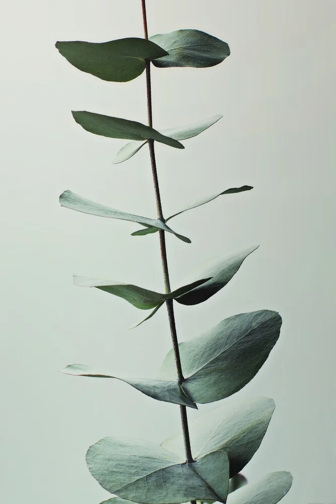 EUCALYPTUS GREEN - fotokunst von Monika Strigel