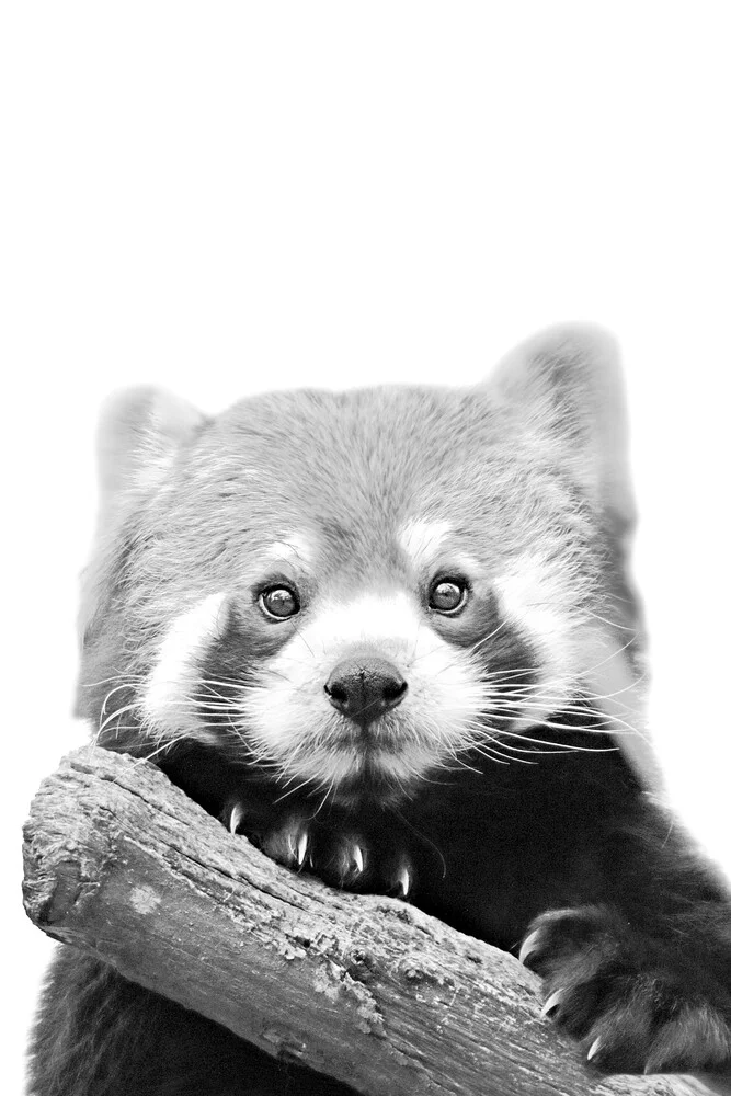 LITTLE RED PANDA - fotokunst von Monika Strigel