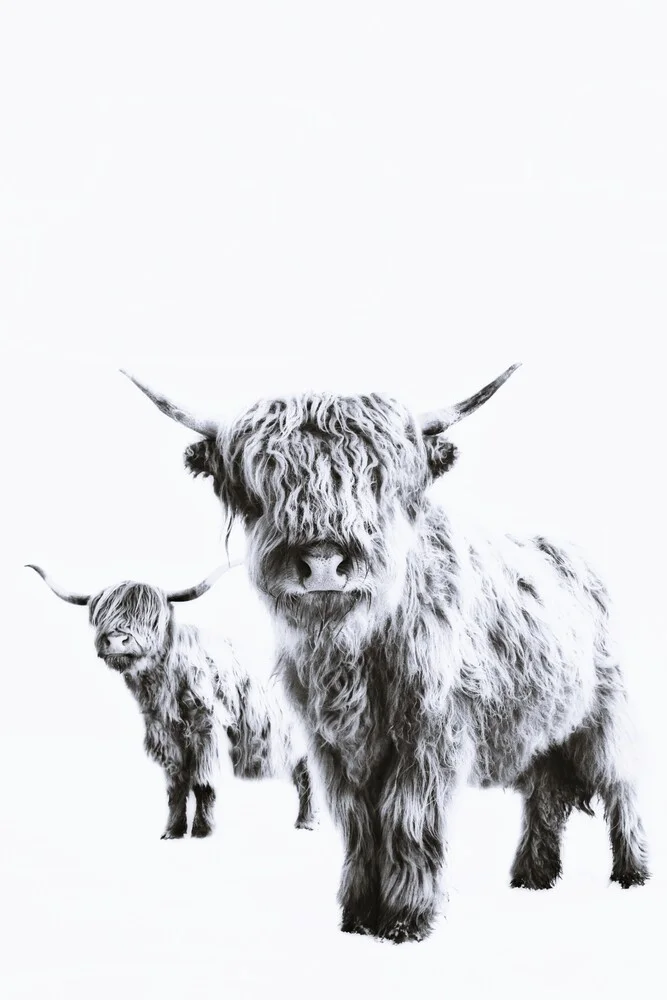 HIGHLAND COWS - fotokunst von Monika Strigel