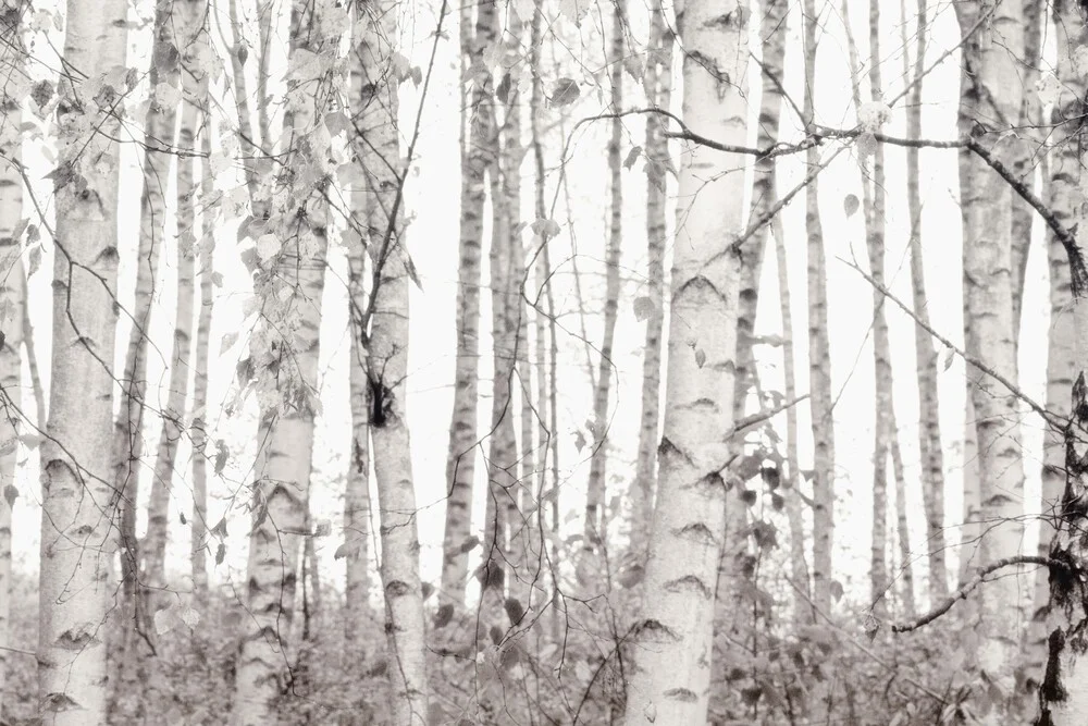 SILVER BIRCHES - fotokunst von Monika Strigel