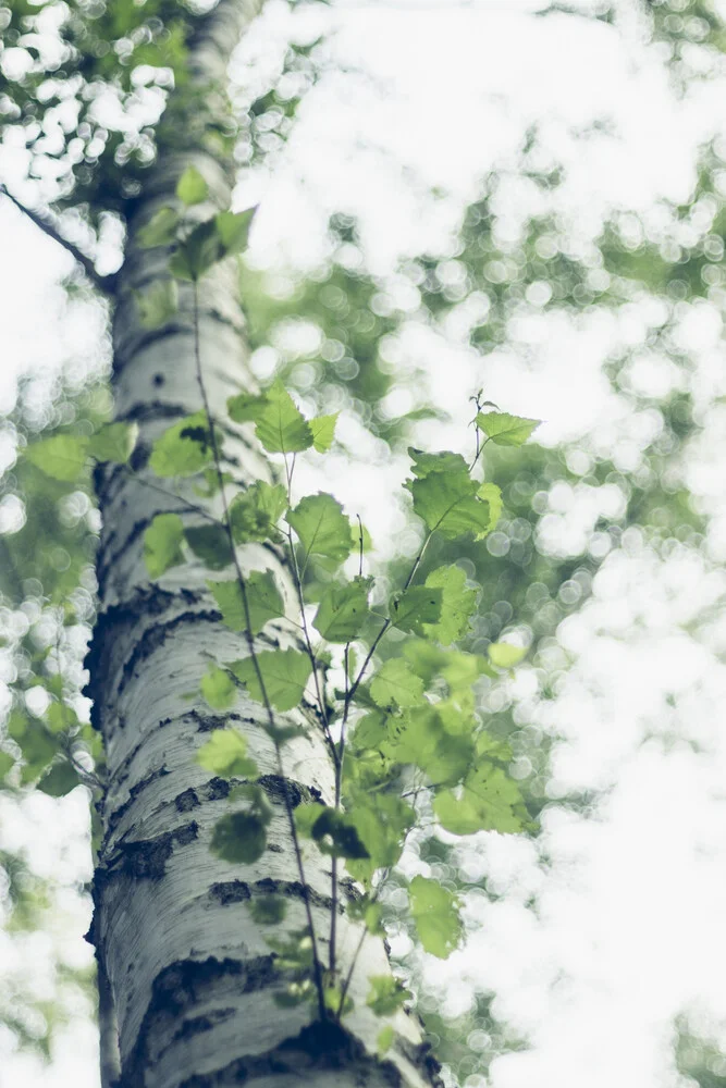 Tender fresh birch foliage in spring - Fineart photography by Nadja Jacke