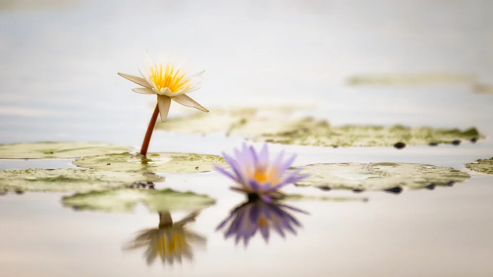 Waterlily Monet - Fineart photography by Dennis Wehrmann
