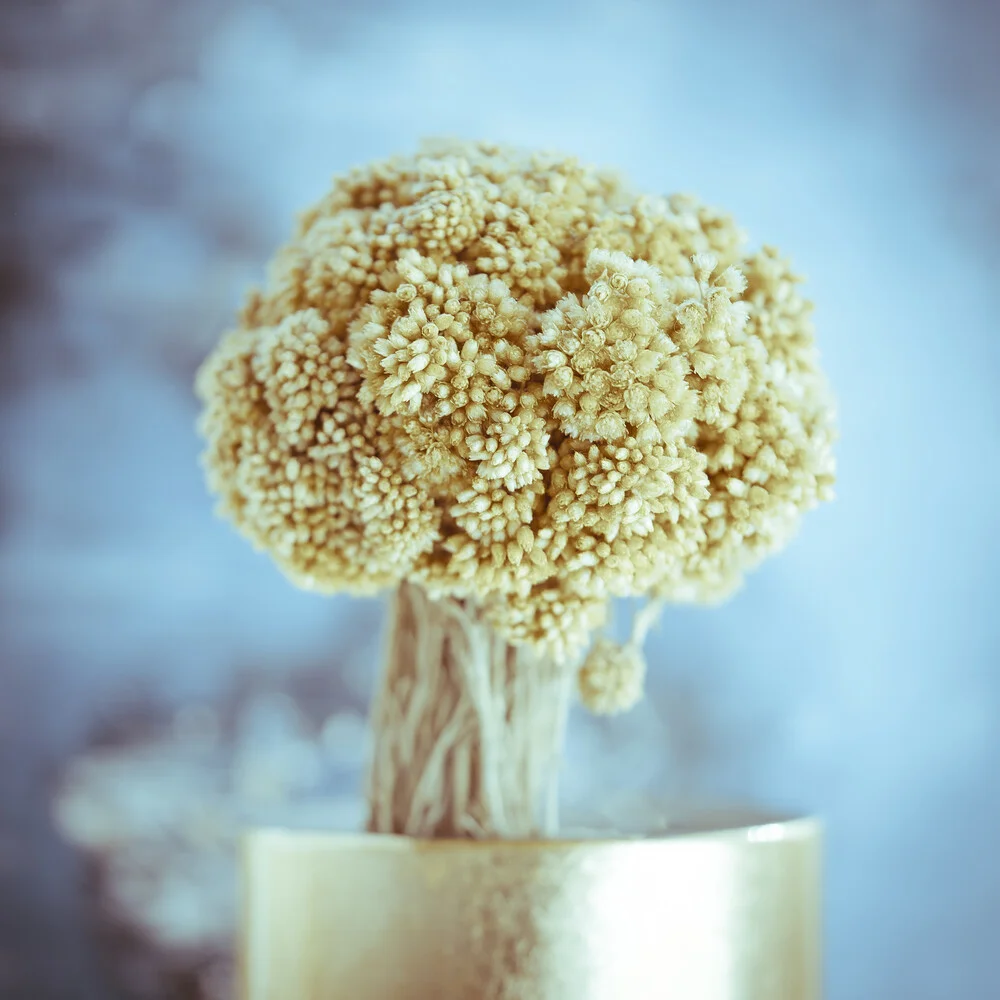 Golden Flower - Fineart photography by Gabriele Spörl