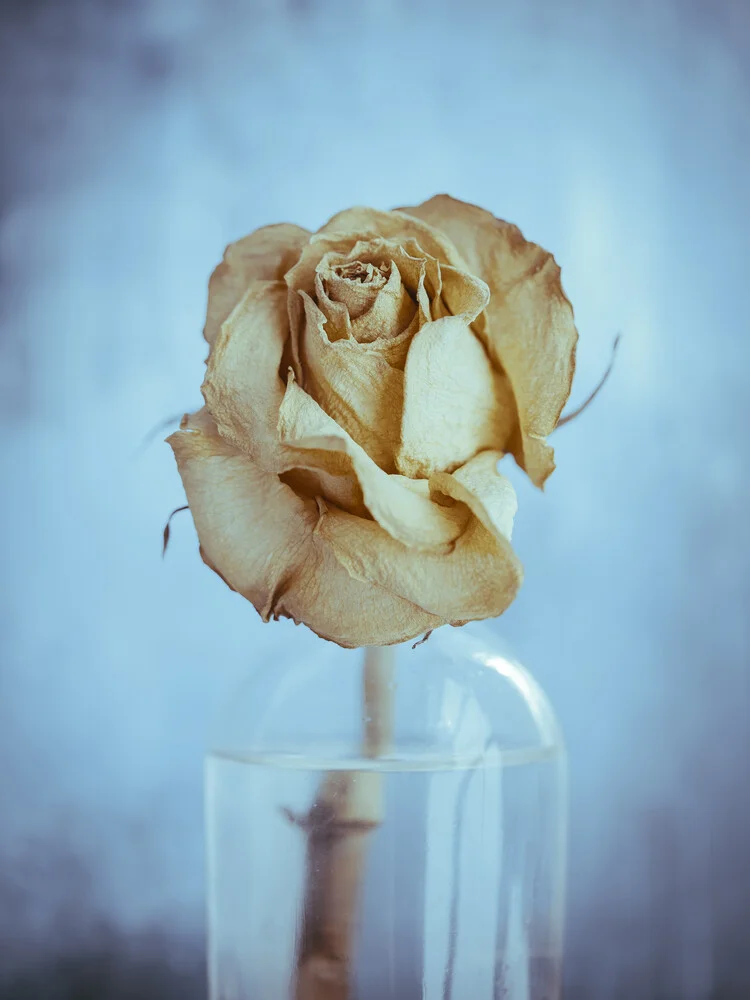 The Rose - Fineart photography by Gabriele Spörl