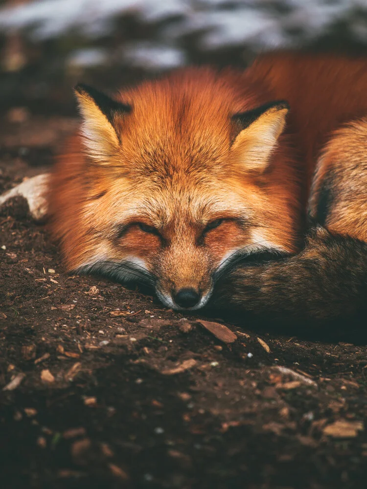 Sleeping Fox - fotokunst von Gergo Kazsimer