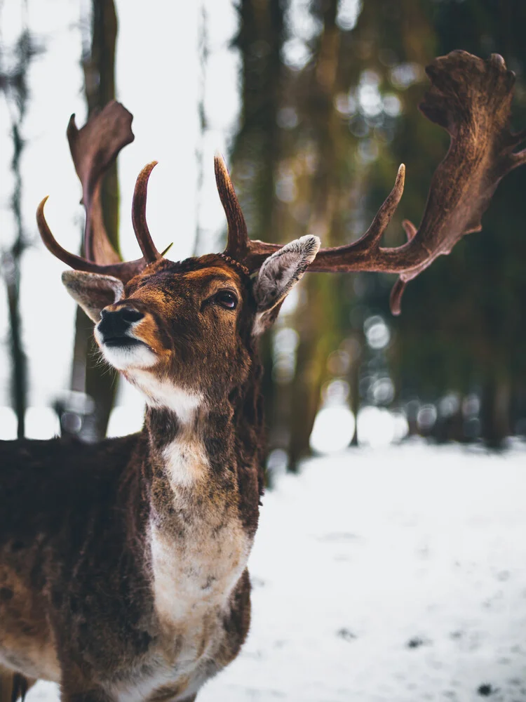 Deer Portrait - fotokunst von Gergo Kazsimer