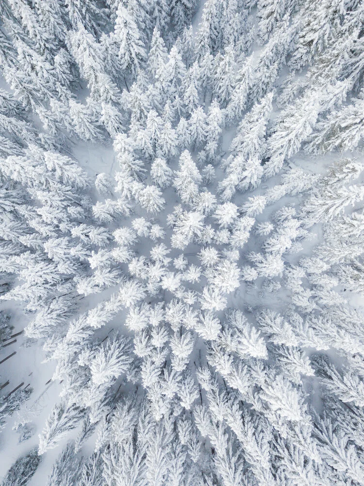 Army of Winter - Fineart photography by Gergo Kazsimer