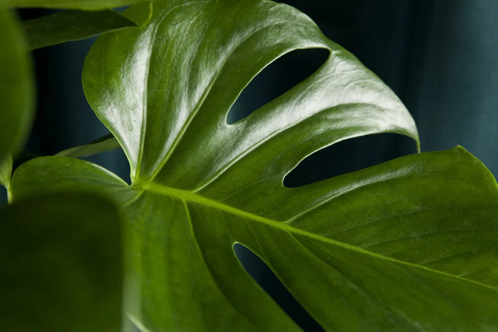 Delicious monstera - fotokunst von Loulou von Glup