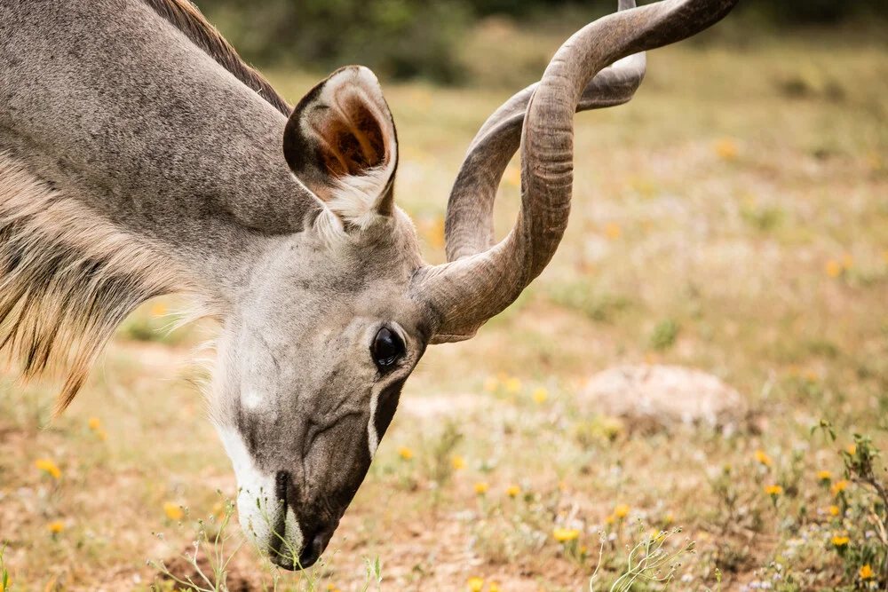 Antilope - fotokunst von Steffen Rothammel