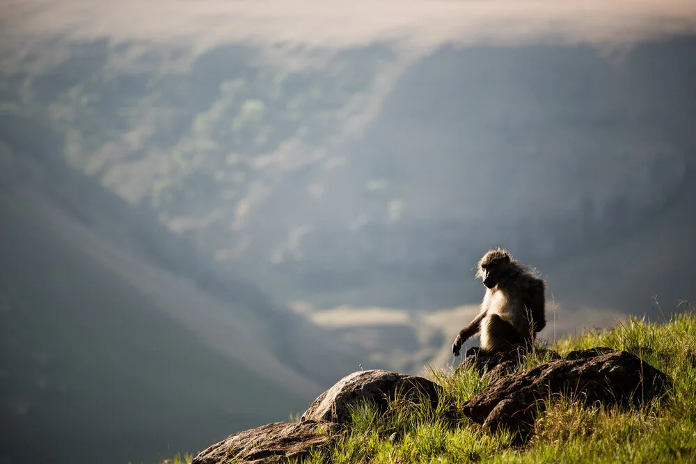 Monkey Pause - fotokunst von Steffen Rothammel