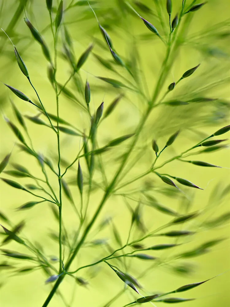 Gras im Sommerwind - Fineart photography by Doris Berlenbach-Schulz