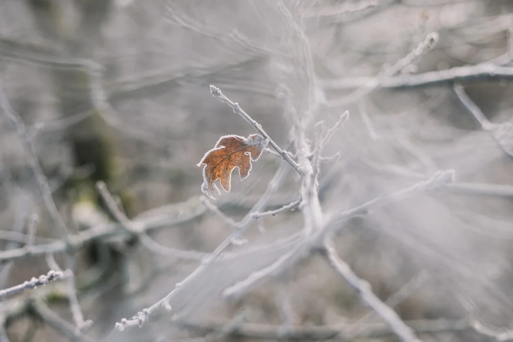 Welkes Blatt an frostigen Zweigen - fotokunst von Nadja Jacke
