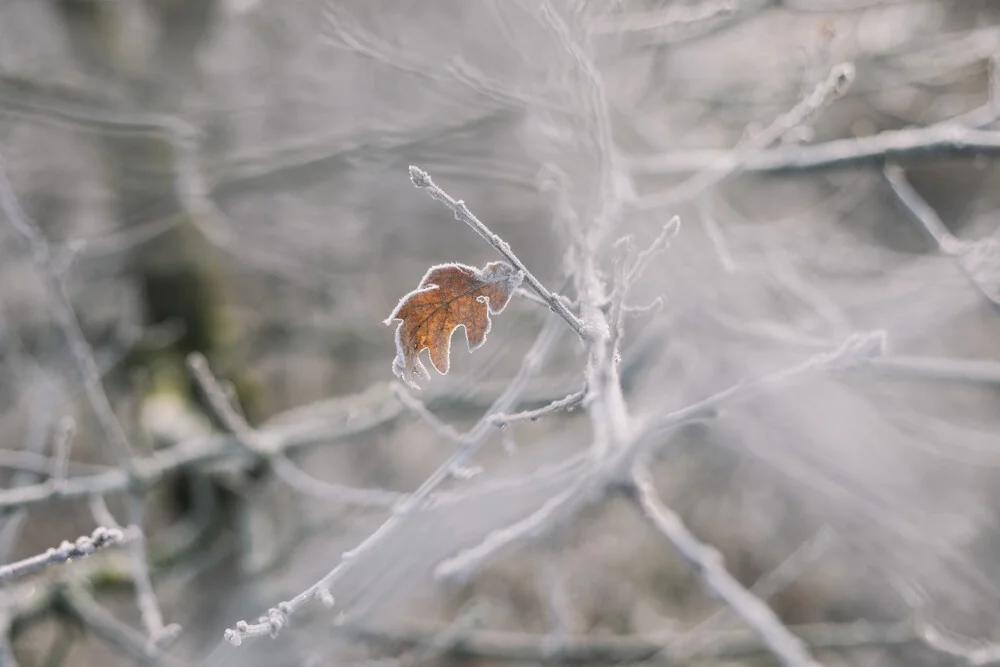 Withered leaves on frosty branches - Fineart photography by Nadja Jacke