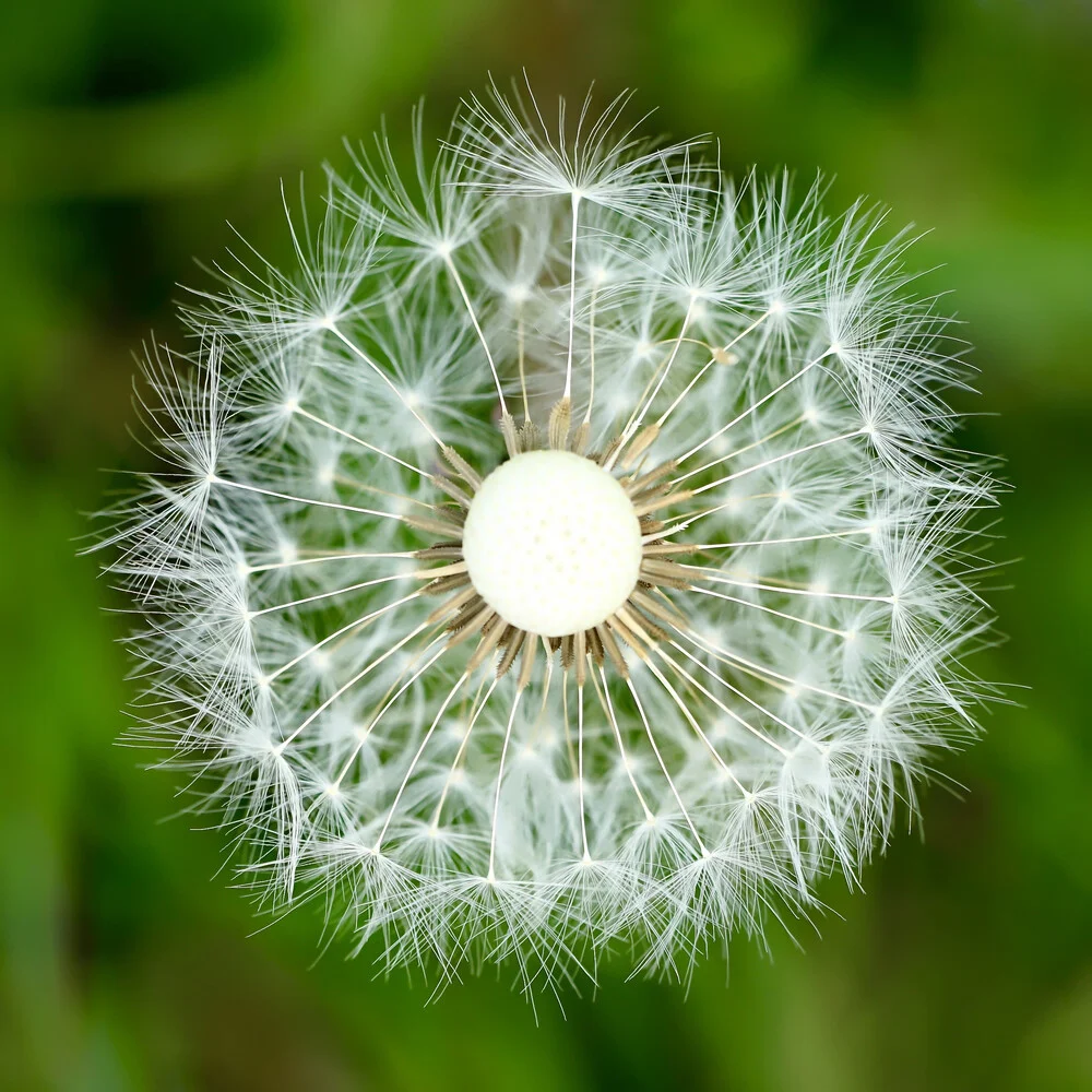 Pusteblume im Quadrat - fotokunst von Doris Berlenbach-Schulz