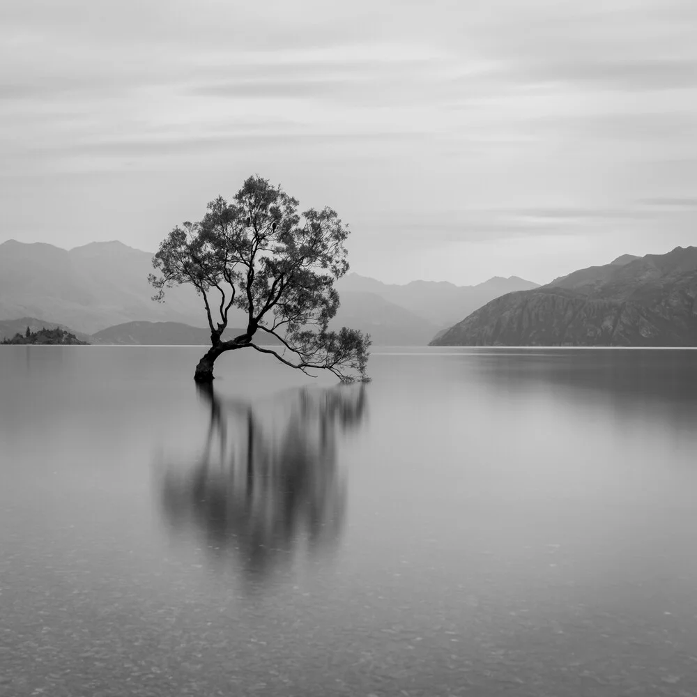 That Wanaka Tree - fotokunst von Christian Janik