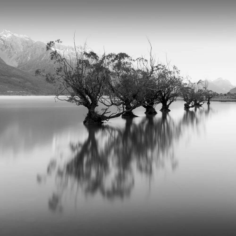 WILLOW TREES - Fineart photography by Christian Janik