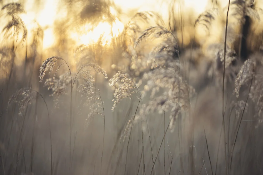 Schilfgras im Sonnenaufgang - fotokunst von Nadja Jacke