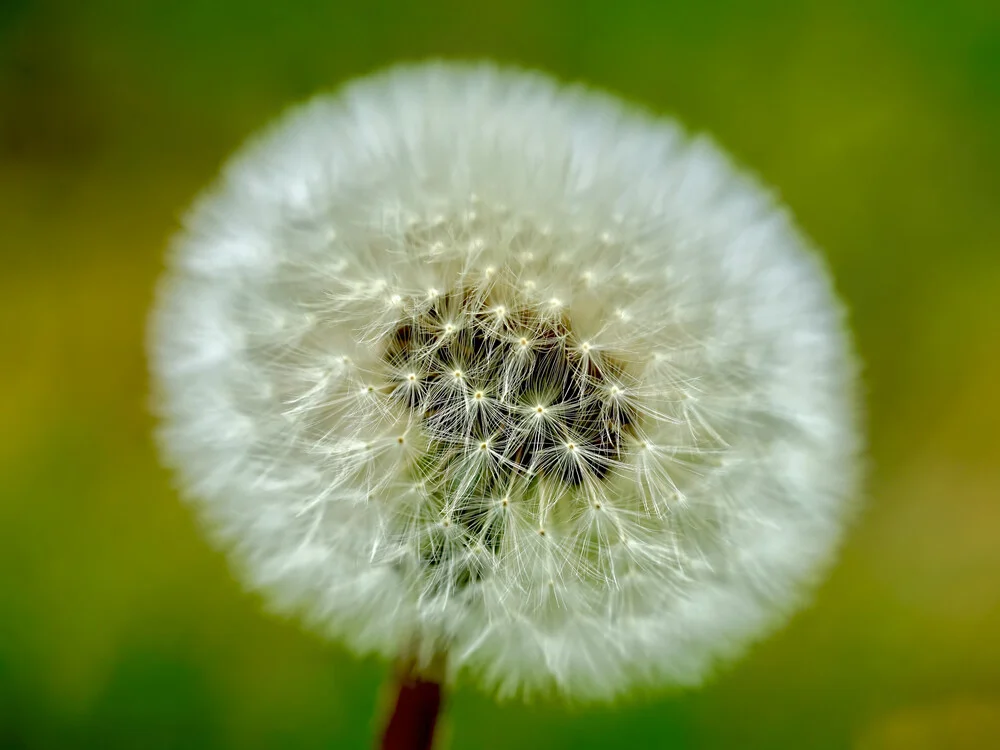 Pusteblume - fotokunst von Doris Berlenbach-Schulz